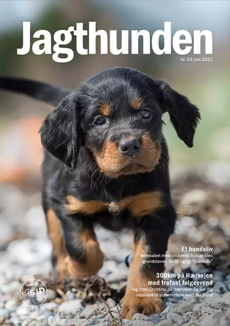 Jagthunden 03 juni 2021